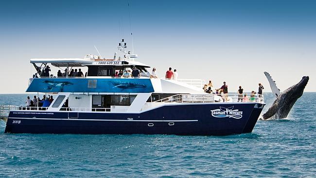 Supplied Travel Whale breaching beside Tasman Venture, Hervey Bay. Picture: Tasman Venture for Leanne Edmistone s