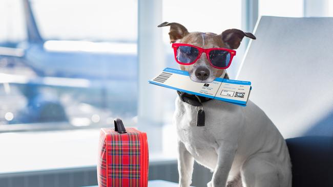 Should dogs fall under the four flight limit? Picture: istock