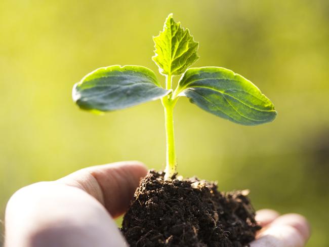 Young burgeon in hand - generic plant - green thumb - NQ Life May 19 - TOWNSVILLE BULLETIN USE ONLY