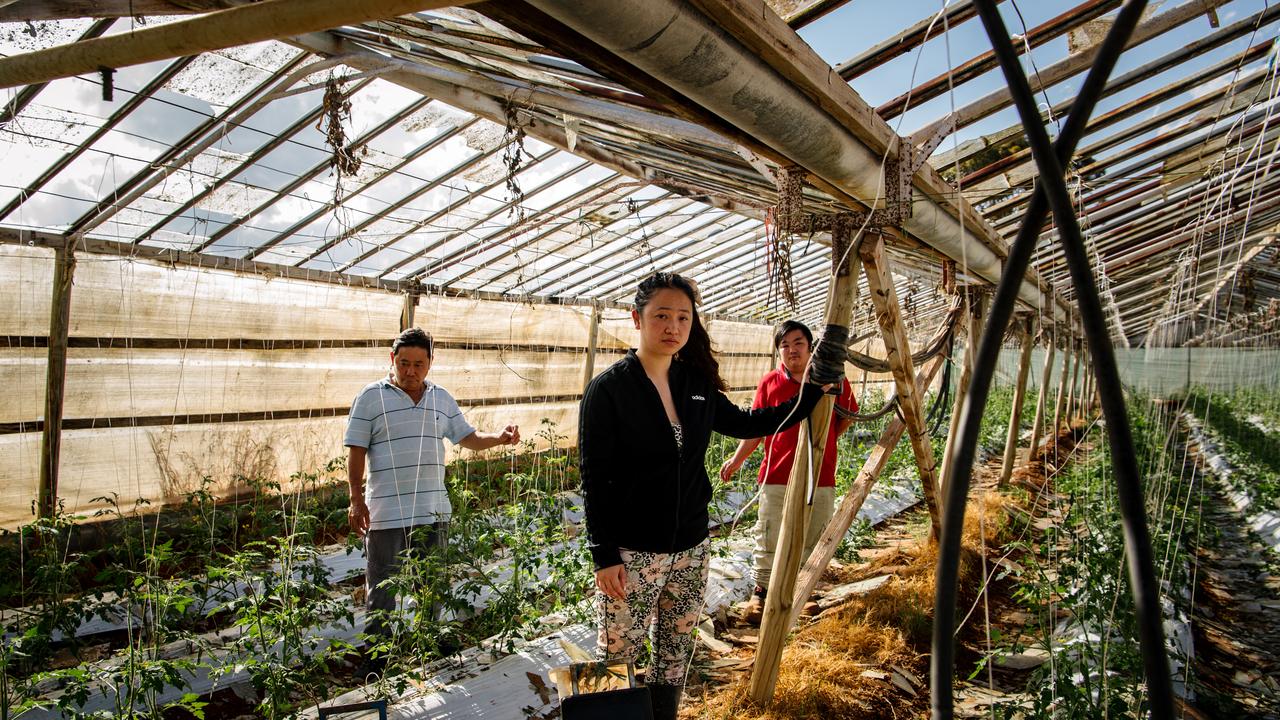 Kit, Michael and Elaine Xuan examine one of their smashed glasshouses at their farm in Buckland Park. Picture: The Advertiser/ Morgan Sette