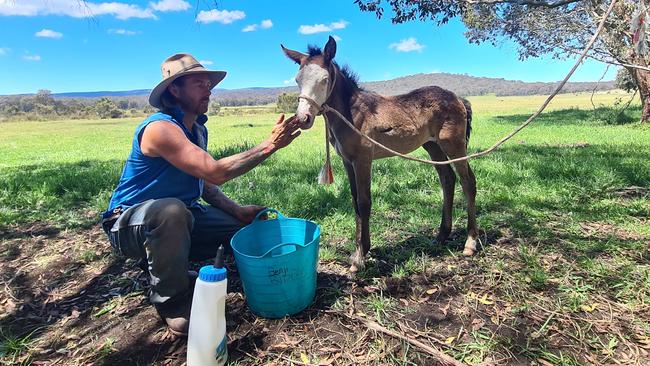 The motherless foal being nursed back to health by Rechelle’s husband Bryce Beveridge. Pictures: Supplied
