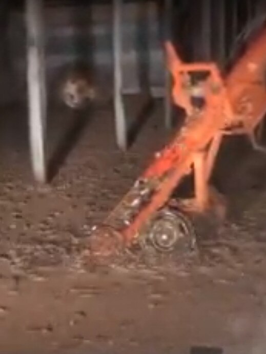 Hundreds of thousands of mice scatter.