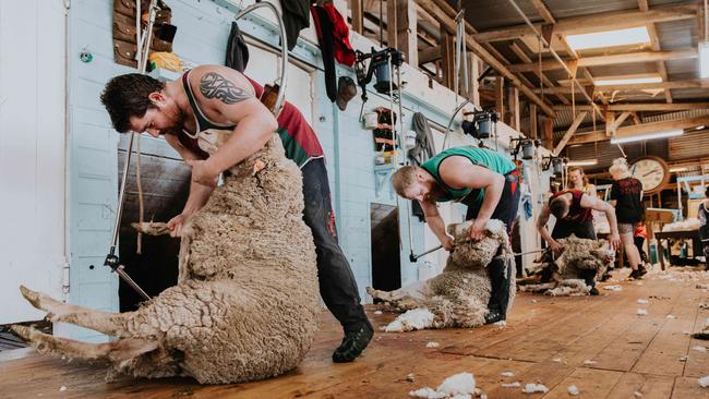 Wage incentives to attract shearers are increasing at historic levels with some northern shearers being paid up to $5 or $6 per sheep. Photo by Chloe Smith.