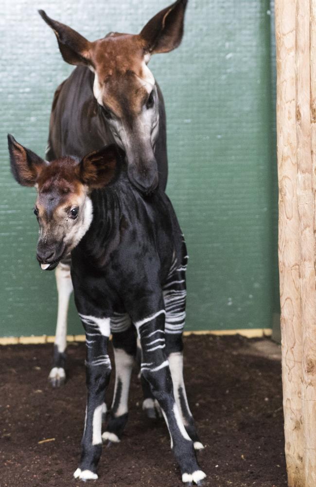 London zoo named this baby okapi Meghan, this week. Picture: Zoological Society of London via AP