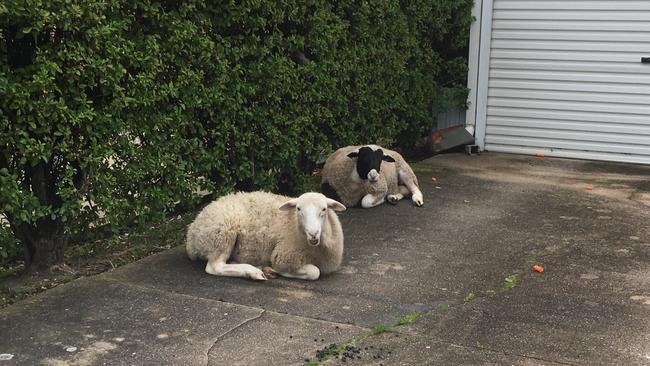 A Henley Beach resident found these two sheep in her frontyard on Tuesday morning. Picture: RSPCA