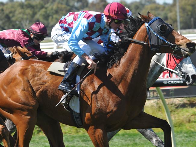 12.11.2016. Ascot Races. race 4 Our Mate Al ridden by Jarrad Noske ( nearest camera ) wins. .