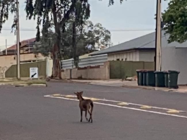 40 degree temperatures were not enough to prevent the Port Augusta goat from hitting the concrete streets. Picture: Ned Davies