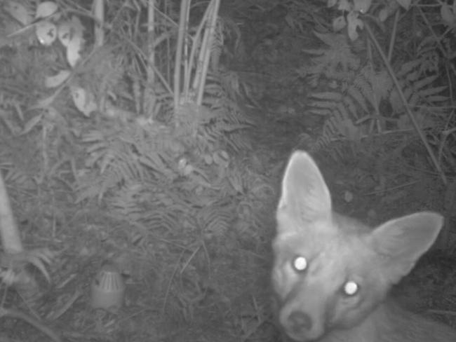 A screen shot of the fox that has killed 26 little penguins at North Head Pic credit: NSW National Parks and Wildlife Service