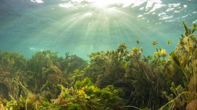 Under water where the DNA collection takes place off WA. Picture: Supplied