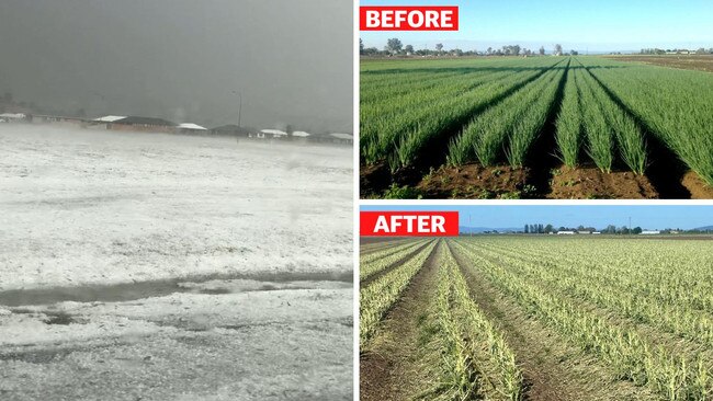 A Lockyer Valley veggie crop decimated by the weekend’s hailstorm.