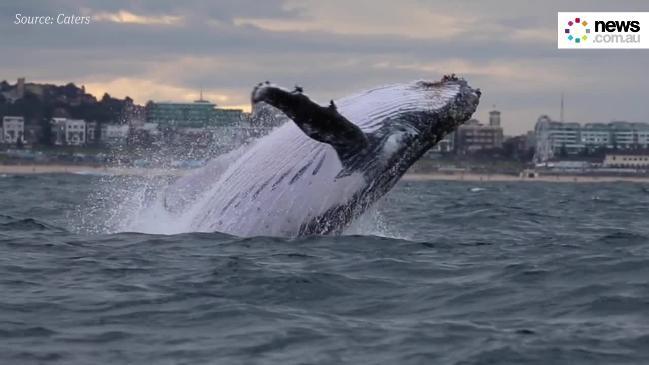 Amazing Whale Breach at Bondi