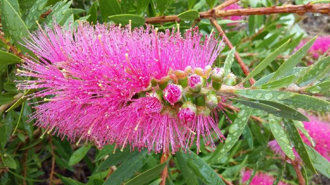 Pink And Grey Gardening Designs For Cq The Courier Mail