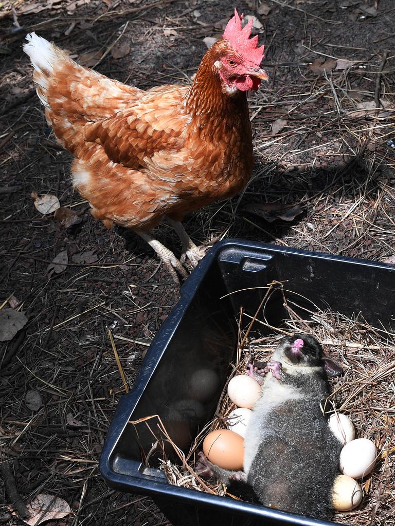 Clucky possum has taken to nesting on top of chickens' eggs on 