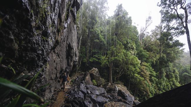 The body of KPMG partner David Ibels was found at Springbrook National Park on Monday. Picture: Tourism and Events Queensland