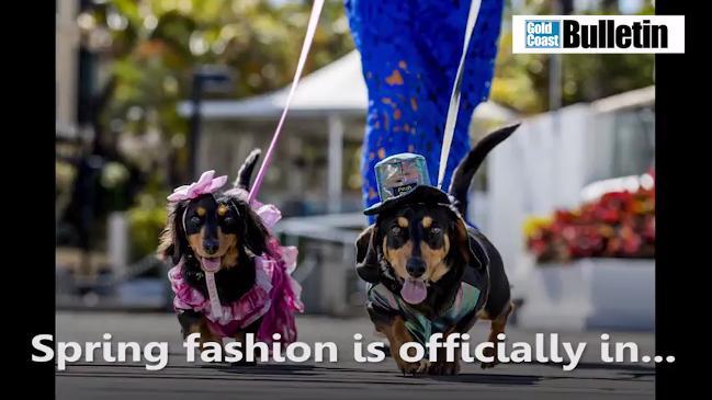 Spring fashion launches for dogs