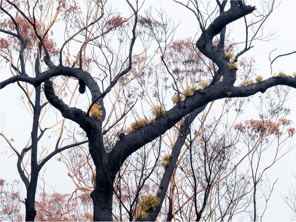 The trees are coming back to life. Picture: Murray Lowe