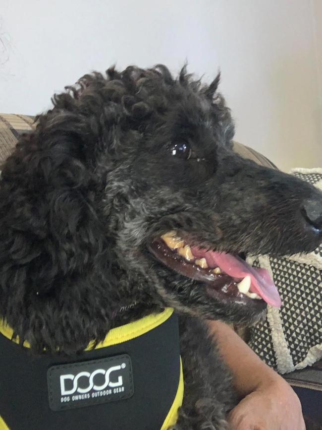 Bobby the poodle was rescued after 11 days on the run. Picture: Supplied