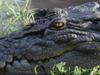 Man bitten by croc in Qld national park