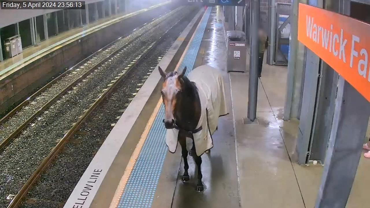 A horse has been captured on CCTV walking onto a train platform at Warwick Farm Station. Picture: Supplied