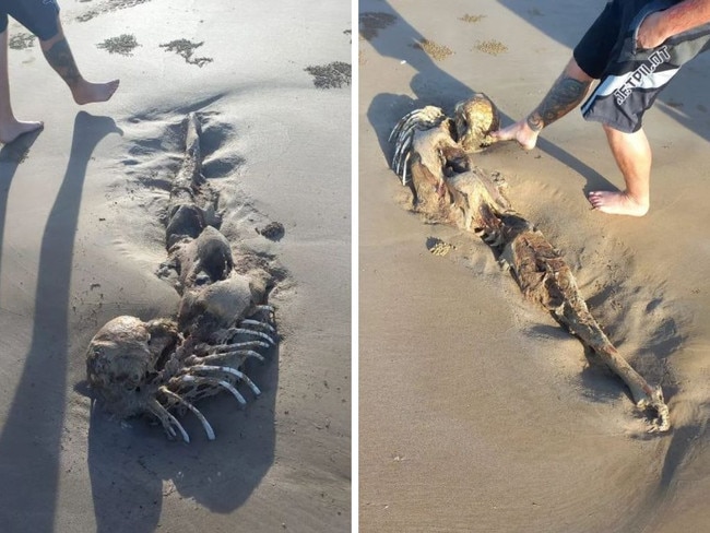 Scientists believed the remains belonged to a marine mammal of sorts. Bobbi-lee Oates/Facebook