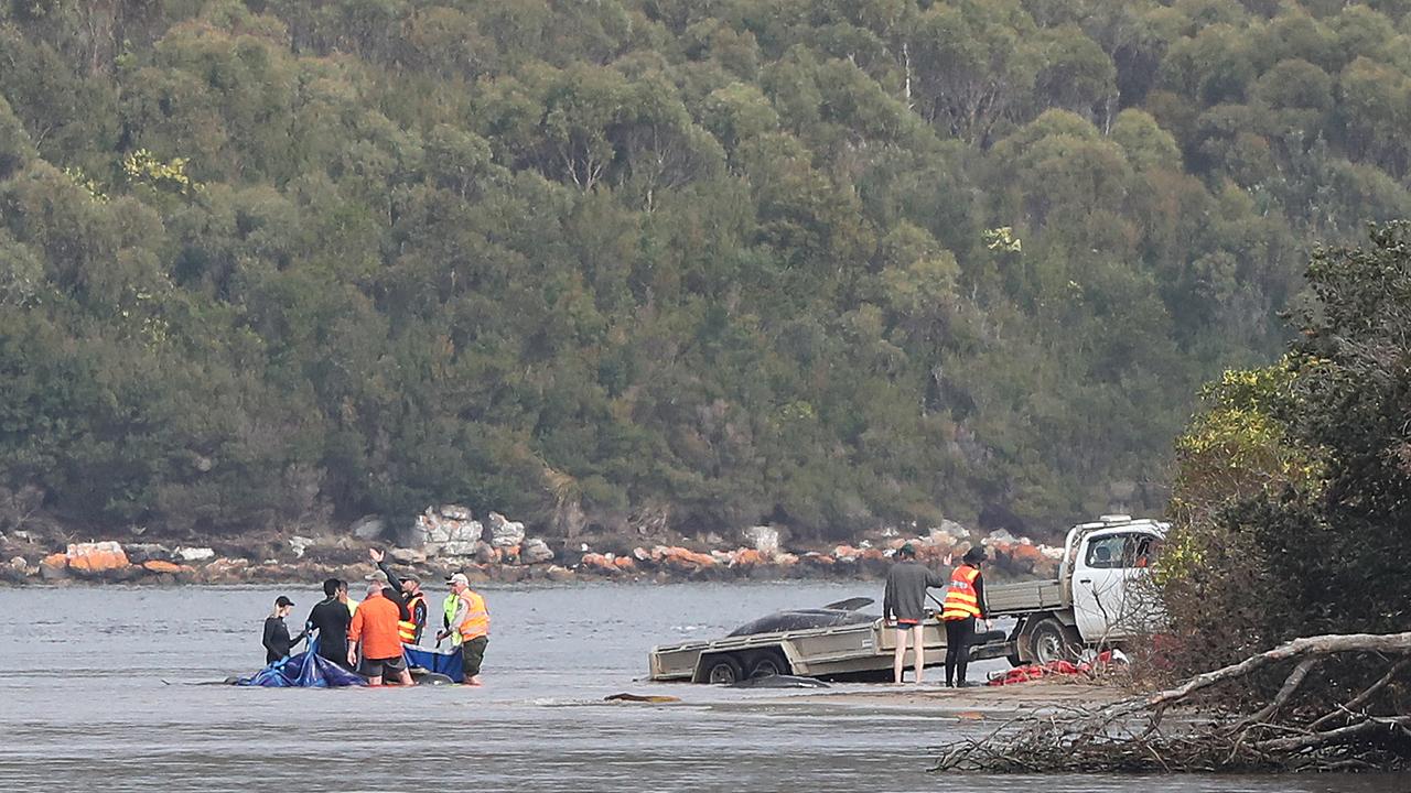 Rescued whales being put into the water after being moved from the initial spot. Stranding of over 200 pilot whales at Macquarie Heads near Strahan Tasmania. Picture: Nikki Davis-Jones