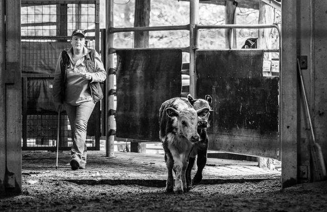 Hundreds of livestock are sold at Camden Saleyards each week. Picture: Edwin Lim