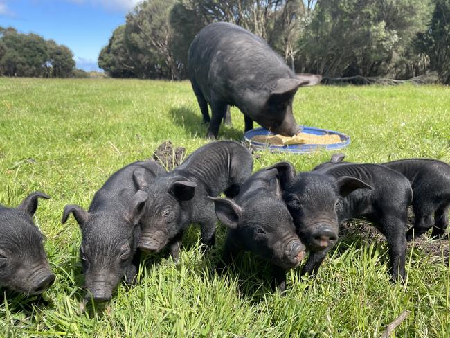 For AgJournal feature on King Island. Local free range Berkshire pigs on King Island raised by chef Ian Johnson. Picture: supplied