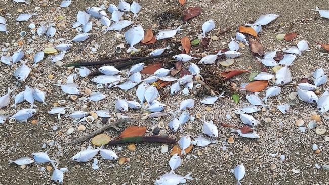 Dead fish washed up on Kemp Beach, Yeppoon, on May 29, 2024.