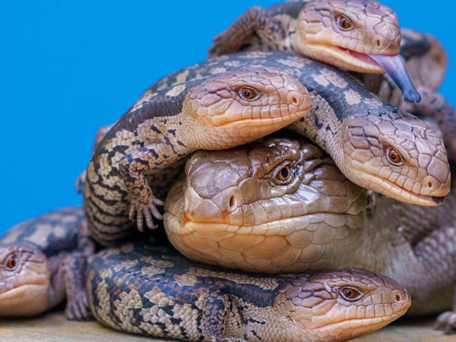 Reptile smuggling is big business for Asian crime gangs. Pictures: News Corp