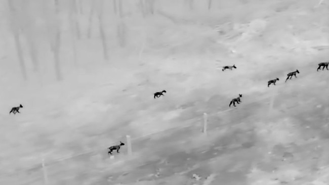 Darren Pratt, owner of Bundaberg Feral and Pest Control captured on thermal drone footage a pack of nine dingoes, who he said was a mum teaching her eight pups to hunt. Picture: Supplied