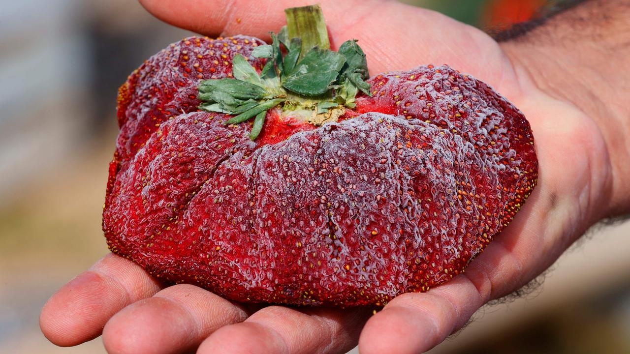 Guinness World Records confirmed on February 17 that this 289g Israeli strawberry is the world’s heaviest ever. Picture: AFP