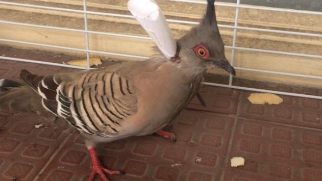 A crested pigeon shot with a blow dart in Adelaide in 2017.