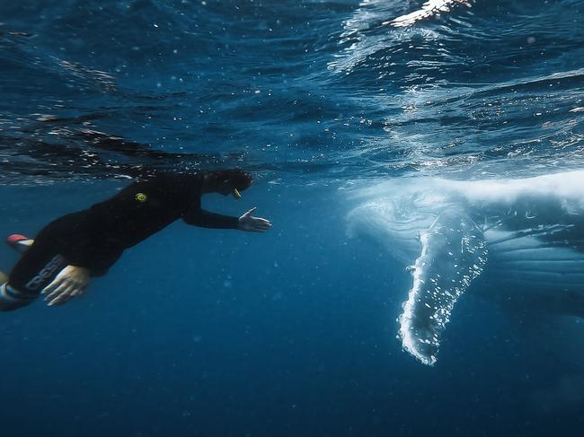 Freediver Adam Sellar reveals plans for Australian-first whale retreat on the Sunshine Coast.