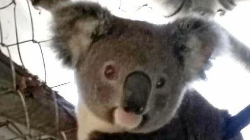 One of the koalas being cared for by Friends of the Koala in Lismore. Picture: Contributed