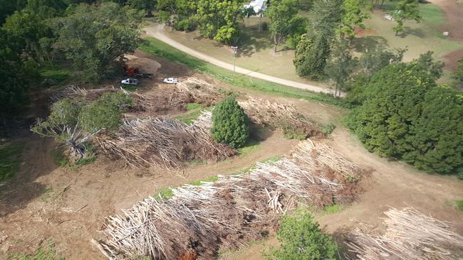 Camphor laurels cut down at the Rockinghorse Studios property in Coorabell. These ones were too small to be made into furniture so were mulched for green energy.