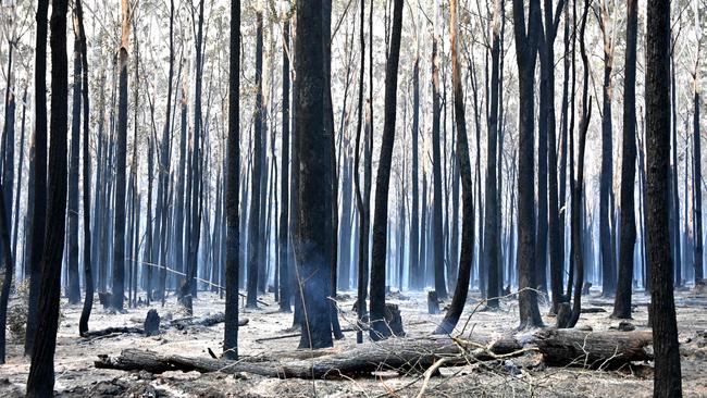 Trees burned black after a bushfire at Old Bar, 350km north of Sydney on Sunday as firefighters assessed damage and rushed to prepare for “bad, if not worse” conditions in the coming days. Picture: Peter Parks