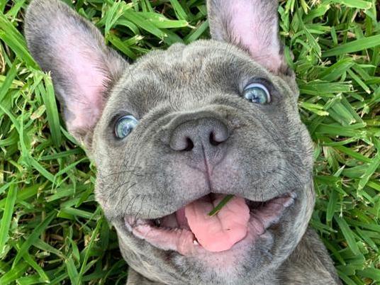 REVEALED: Top 10 cutest pets in NSW