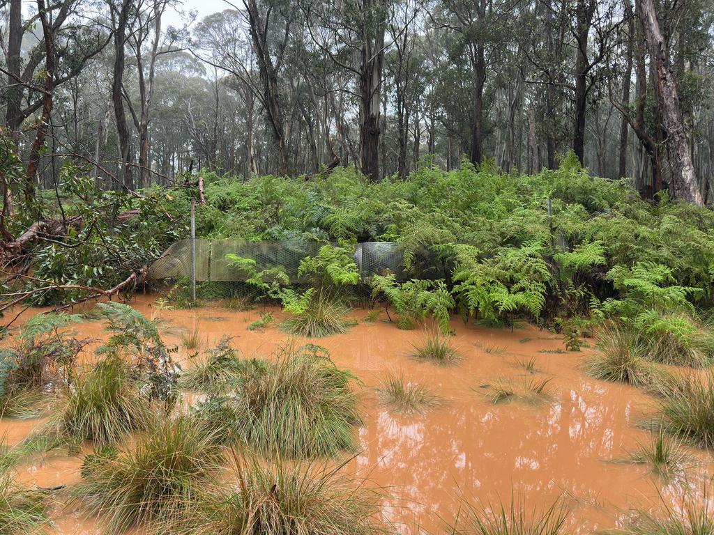 More than 400mm of rain was recorded in the Barrington Tops area in recent days. Picture: Aussie Ark