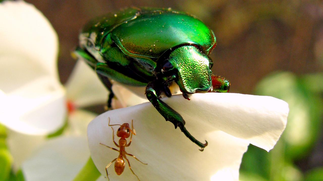 Scientists are urging Aussies to report their sightings. Picture: Emma Long