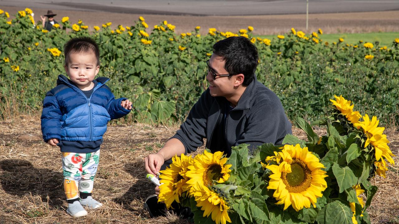 Caleb Leong and his father, Leonard Leong enjoy a snack break after picking sunflowers.Open day at Warraba Sunflowers, Cambooya. Saturday June 29th, 2024