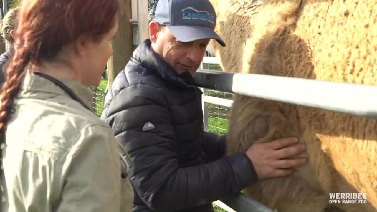 Massage Therapy Helps Elderly Camel Turn Back the Clock