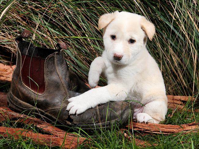 The park is home to hundred of native animals, including dingoes. Picture: Ian Currie