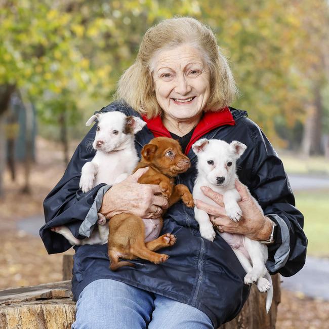 SADS founder Pam Weaver OAM. Picture: Tim Carrafa