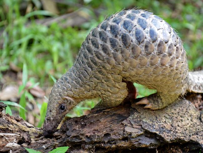 (FILES) In this file photo taken on June 30, 2017, a juvenile Sunda pangolin feeds on termites at the Singapore Zoo. - The endangered pangolin may be the link that facilitated the spread of the novel coronavirus across China, Chinese scientists said on February 7, 2020. Researchers at the South China Agricultural University have identified the scaly mammal as a "potential intermediate host," the university said in a statement, without providing further details. (Photo by ROSLAN RAHMAN / AFP)