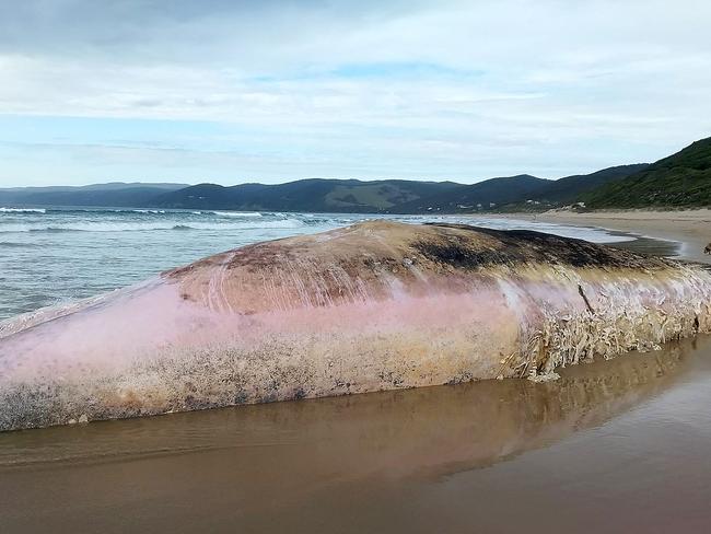 A sperm whale has washed up on Fairhaven beach. Picture: Phil Skeggs *** MUST CREDIT***