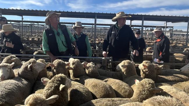 The team from Nutrien Wagga Wagga take the bids at Wagga Wagga lamb sale.