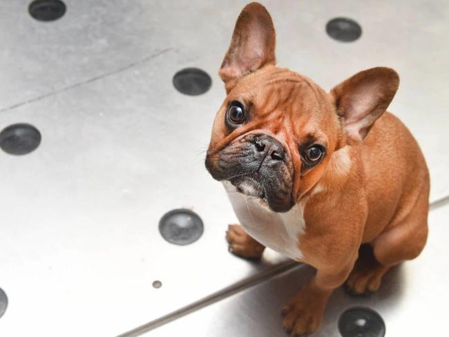 This french bulldog racked up a $215,000 vet bill | news.com.au