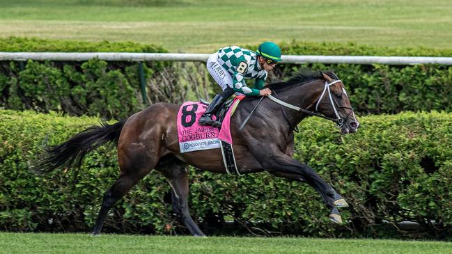 Record-breaking Group 1-winning sprinter Cogburn (USA) will shuttle to Australia in 2025. Picture: Jason Moran / Eclipse Sportswire / CSM