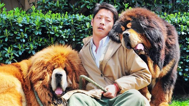 an unidentified man posing for a photo with two Tibetan mastiffs after they were sold at