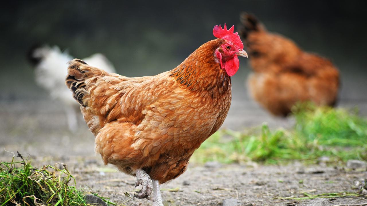 Hundreds of thousands of birds at poultry farms in NSW, Victoria and the ACT have been euthanised after avian influenza has been detected.